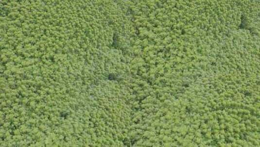 航拍俯视绿色森林树林高清在线视频素材下载