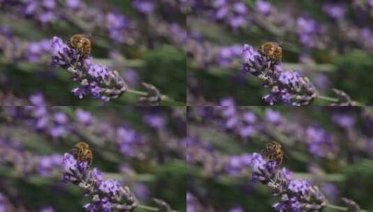 蜜蜂在薰衣草上采蜜高清在线视频素材下载