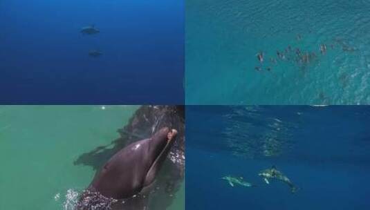 【合集】海豚 一群海豚 海豚跃出水面高清在线视频素材下载