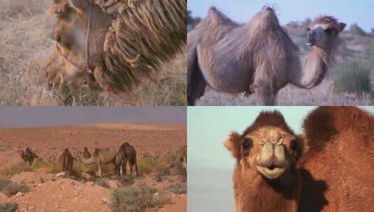 【合集】沙漠中的骆驼高清在线视频素材下载