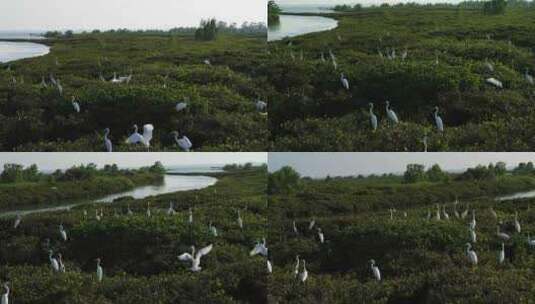红树林白鹭航拍高清在线视频素材下载