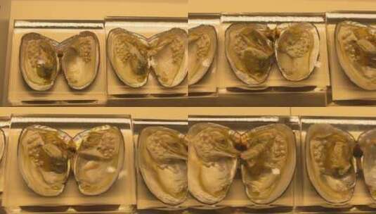 珍珠贝壳里的养殖展示成品高清在线视频素材下载