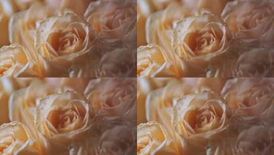 玫瑰花慢镜头高清在线视频素材下载