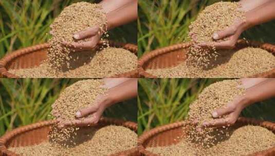 双手捧水稻高清在线视频素材下载