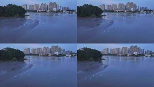 中国广东省广州市珠江滩涂鹭鸟高清在线视频素材下载