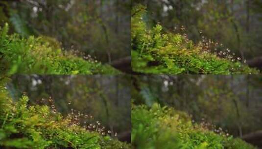 自然生态苔藓水珠高清在线视频素材下载