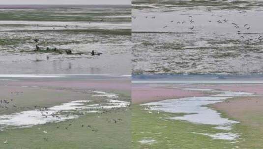 4K鄱阳湖蓼子花和候鸟迁徙生态高清在线视频素材下载