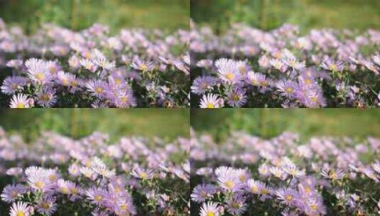盛开的花朵 菊花绽放高清在线视频素材下载