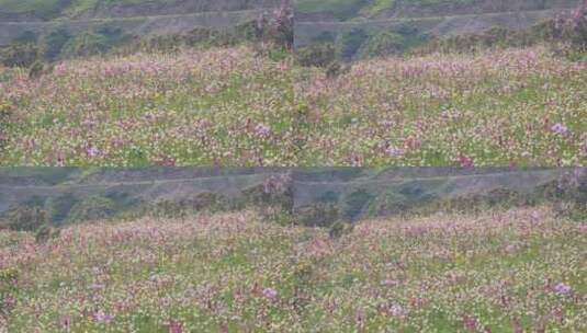 四川阿坝黑水县雅克夏雪山夏日盛开的花海高清在线视频素材下载