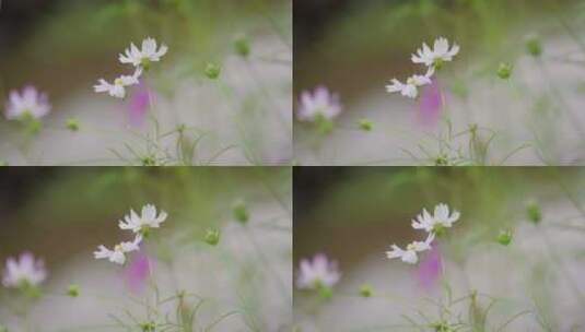 粉色花朵秋英波斯菊花海治愈唯美花期原创高清在线视频素材下载