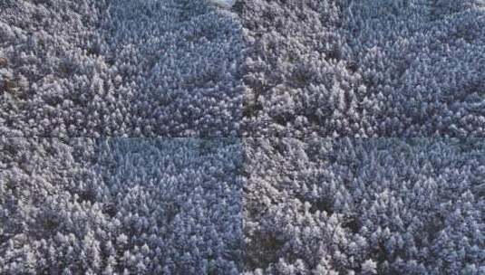 青岛崂山雪景崂山雾凇高清在线视频素材下载