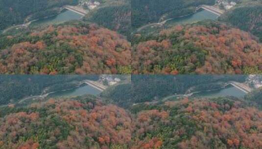 杭州富阳墅溪村林峰山森林秋色航拍高清在线视频素材下载