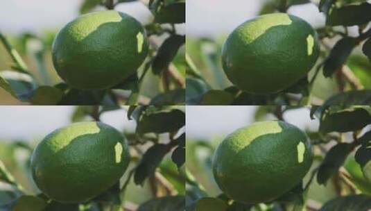 实拍香水柠檬高清在线视频素材下载