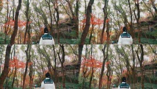 一个人漫步在秋天的红色枫叶林里高清在线视频素材下载