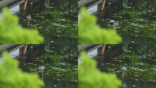 春天雨天杭州西湖水鸟白鹭栖息高清在线视频素材下载