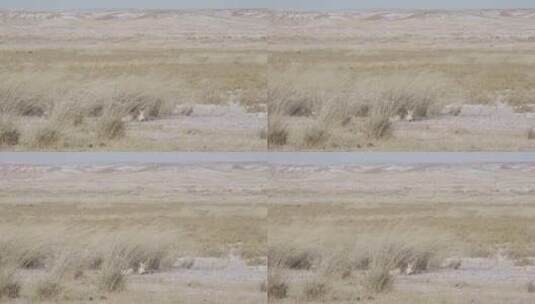 寒风中的小黄羊蒙原羚高清在线视频素材下载