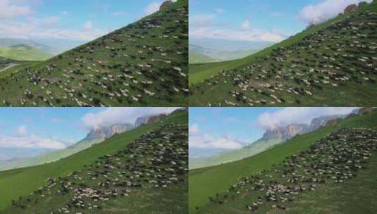 草原上奔跑的羊群高清在线视频素材下载