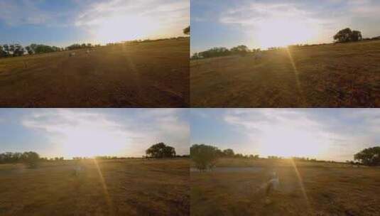 一群马在日落无人机Fpv视频中跑过田野高清在线视频素材下载