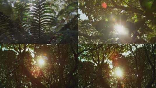 阳光透过蕨类植物及树的枝叶高清在线视频素材下载