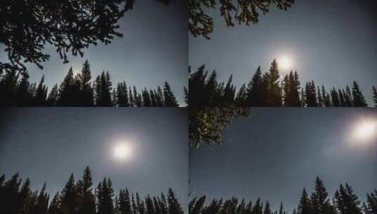 森林前景星空延时摄影高清在线视频素材下载
