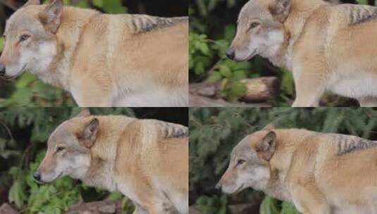 狼（犬狼疮），又称灰狼，是犬科现存最大的高清在线视频素材下载