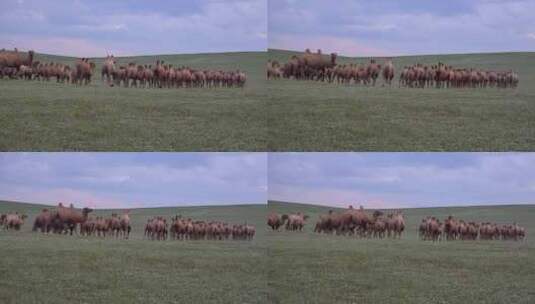 草原上的骆驼高清在线视频素材下载