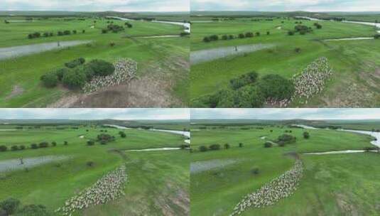 呼伦贝尔牧场草地羊群高清在线视频素材下载