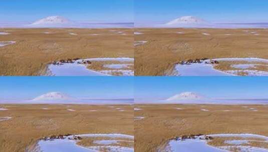 雪地上的骆驼高清在线视频素材下载