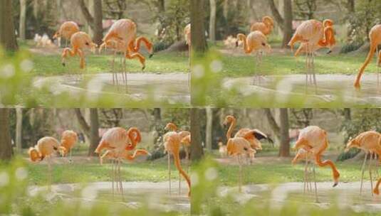 动物园里的火烈鸟大红鹳嬉戏栖息高清在线视频素材下载