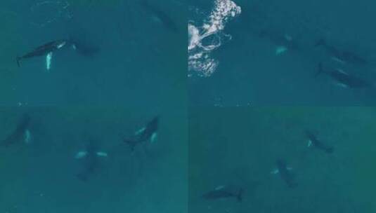 座头鲸幼鲸快速游泳，在水下互动，空中自上高清在线视频素材下载