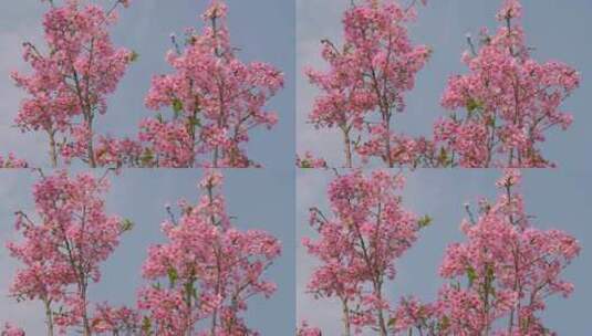 樱花花朵花瓣春天开放高清在线视频素材下载