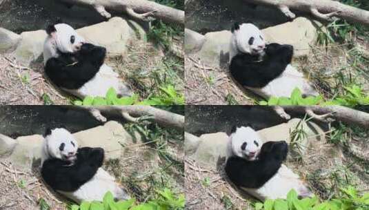 新加坡动物园大熊猫咀嚼竹签的肖像。高清在线视频素材下载