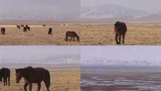 雪山下的马吃草风景草原风力发电风车高清在线视频素材下载