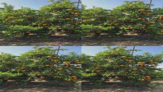 沃柑果园果实脐橙高清在线视频素材下载
