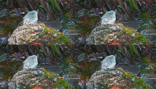 春天阳光下的小溪流石头苔藓与树影高清在线视频素材下载