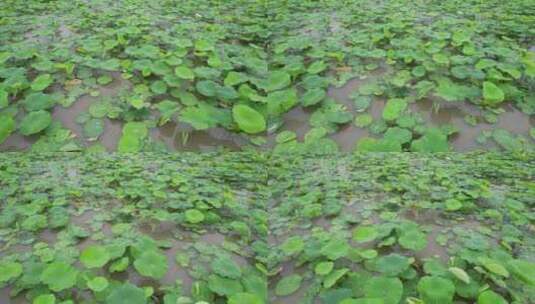 雨后荷叶上的水珠航拍高清在线视频素材下载