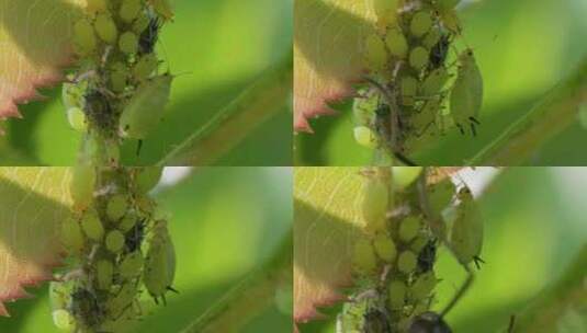 大黑蚂蚁的卵巢，万物复苏，春日繁殖高清在线视频素材下载