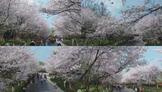 金华春天国际友城公园樱花盛开风光合集高清在线视频素材下载
