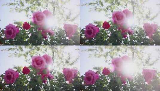 唯美逆光下的月季花玫瑰花高清在线视频素材下载