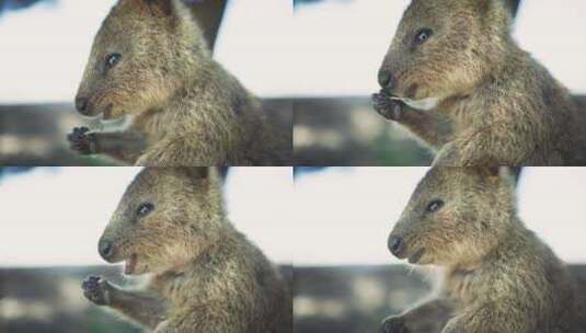 Quokka，吃，袋鼠，罗特内斯特岛高清在线视频素材下载