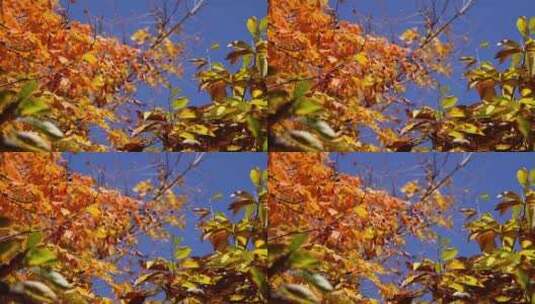 红叶枫叶黄叶秋季秋天落叶枯叶枯萎秋景空镜高清在线视频素材下载
