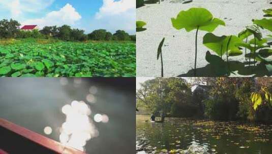 合集湿地大自然风光荷花池塘芦苇采苓廊桥高清在线视频素材下载