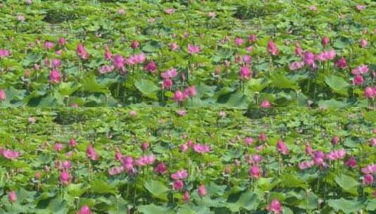 山东省烟台市牟平区鱼鸟河湿地公园夏日荷花高清在线视频素材下载