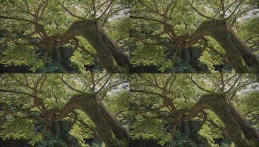 树，树干，树枝，绿色高清在线视频素材下载
