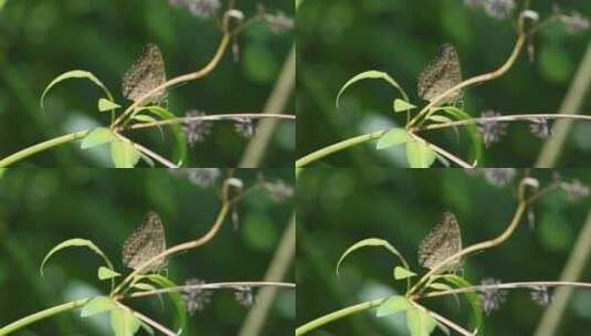 蝴蝶在植物上授粉高清在线视频素材下载