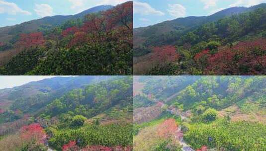 海南白沙九架岭木棉花高清在线视频素材下载