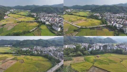 赣南稻田丰收高清在线视频素材下载