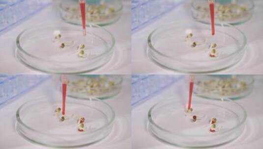 现代实验室的科学家对植物进行实验高清在线视频素材下载