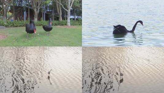 鸟类水上的鹅公园湖水池塘高清在线视频素材下载