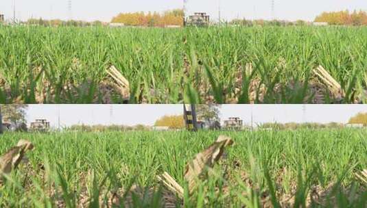 麦苗 田地 绿色 植物 农业作物 自然生态高清在线视频素材下载